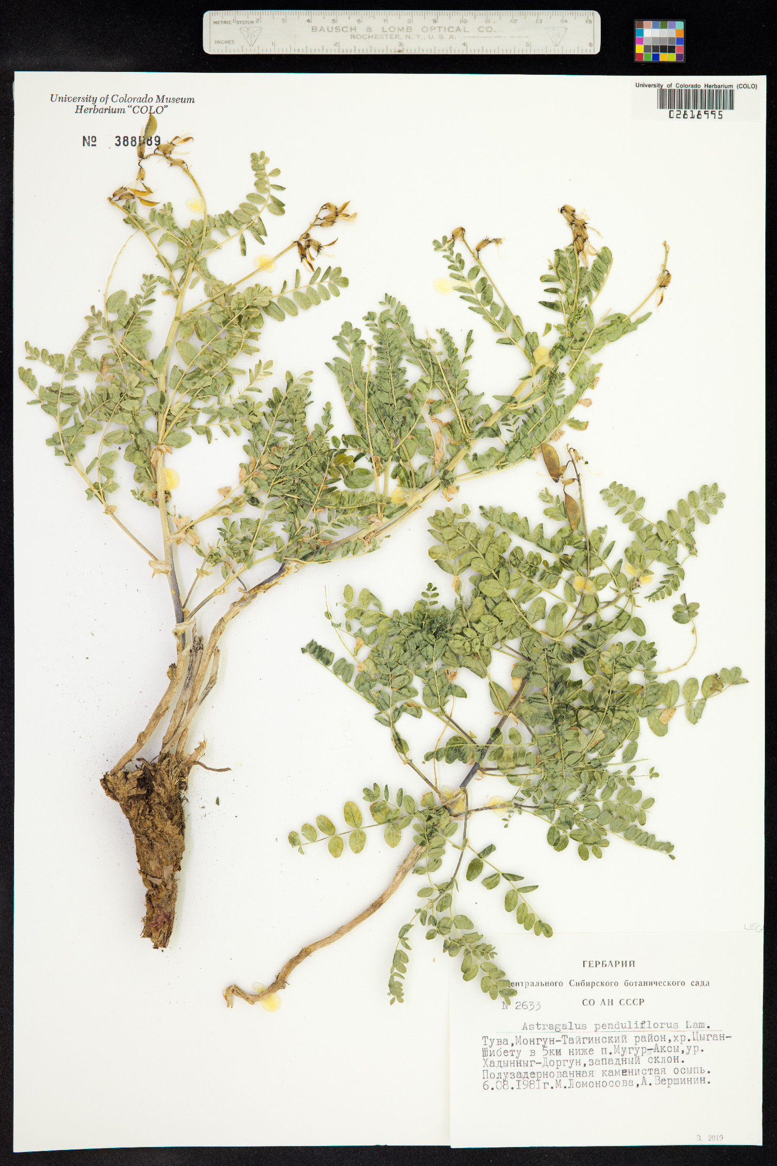 Astragalus penduliflorus image
