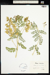 Astragalus penduliflorus image