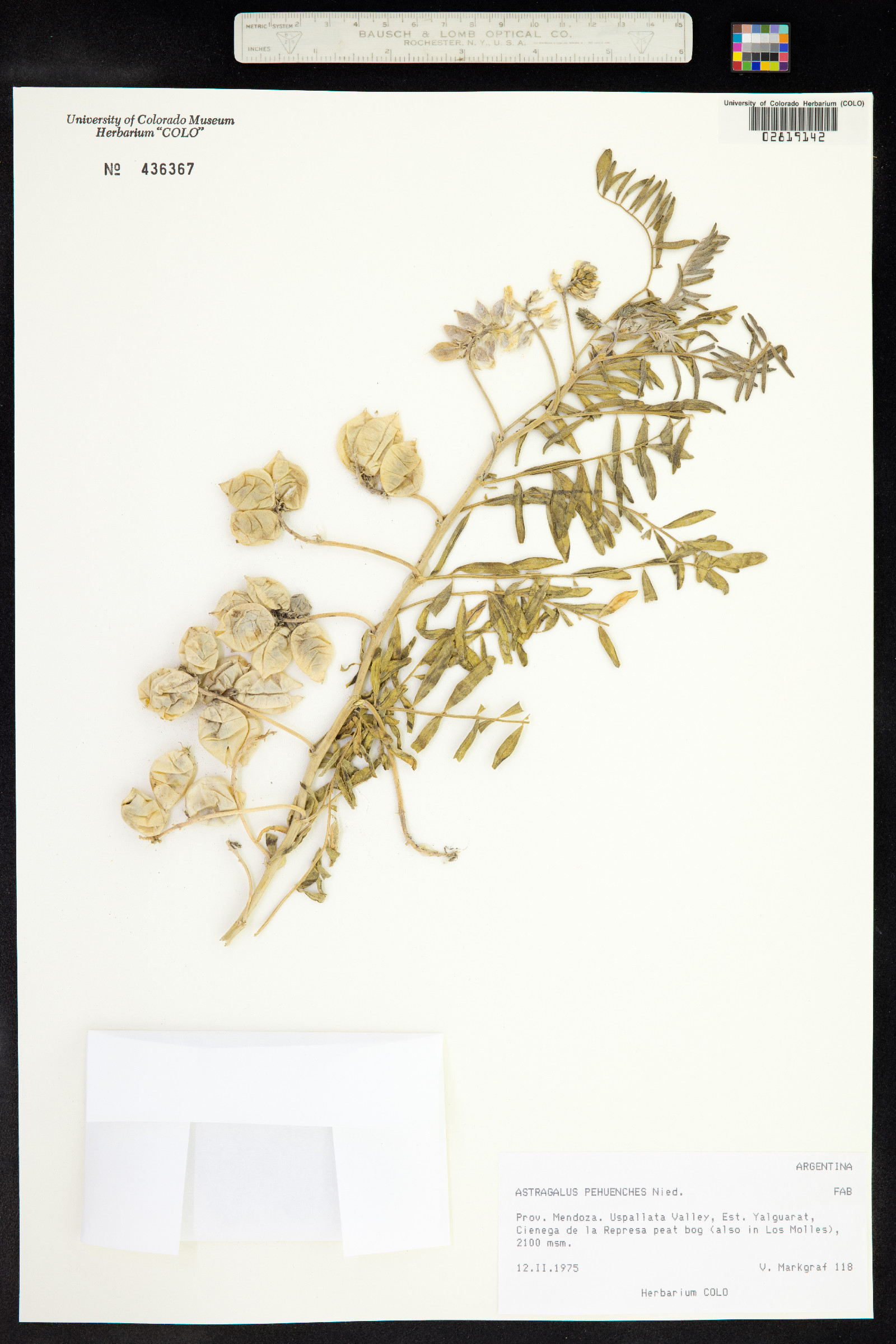 Astragalus pehuenches image