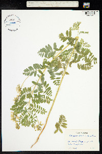 Astragalus penduliflorus image