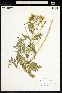 Astragalus penduliflorus image