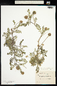 Astragalus echinatus image