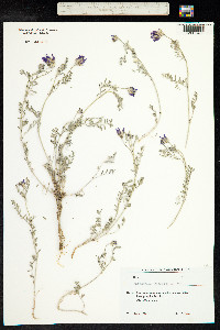 Astragalus cancellatus image