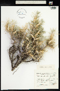 Astragalus verus image