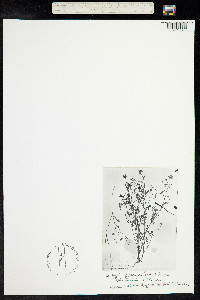 Astragalus rattanii image