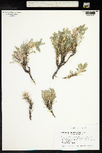 Astragalus sempervirens image