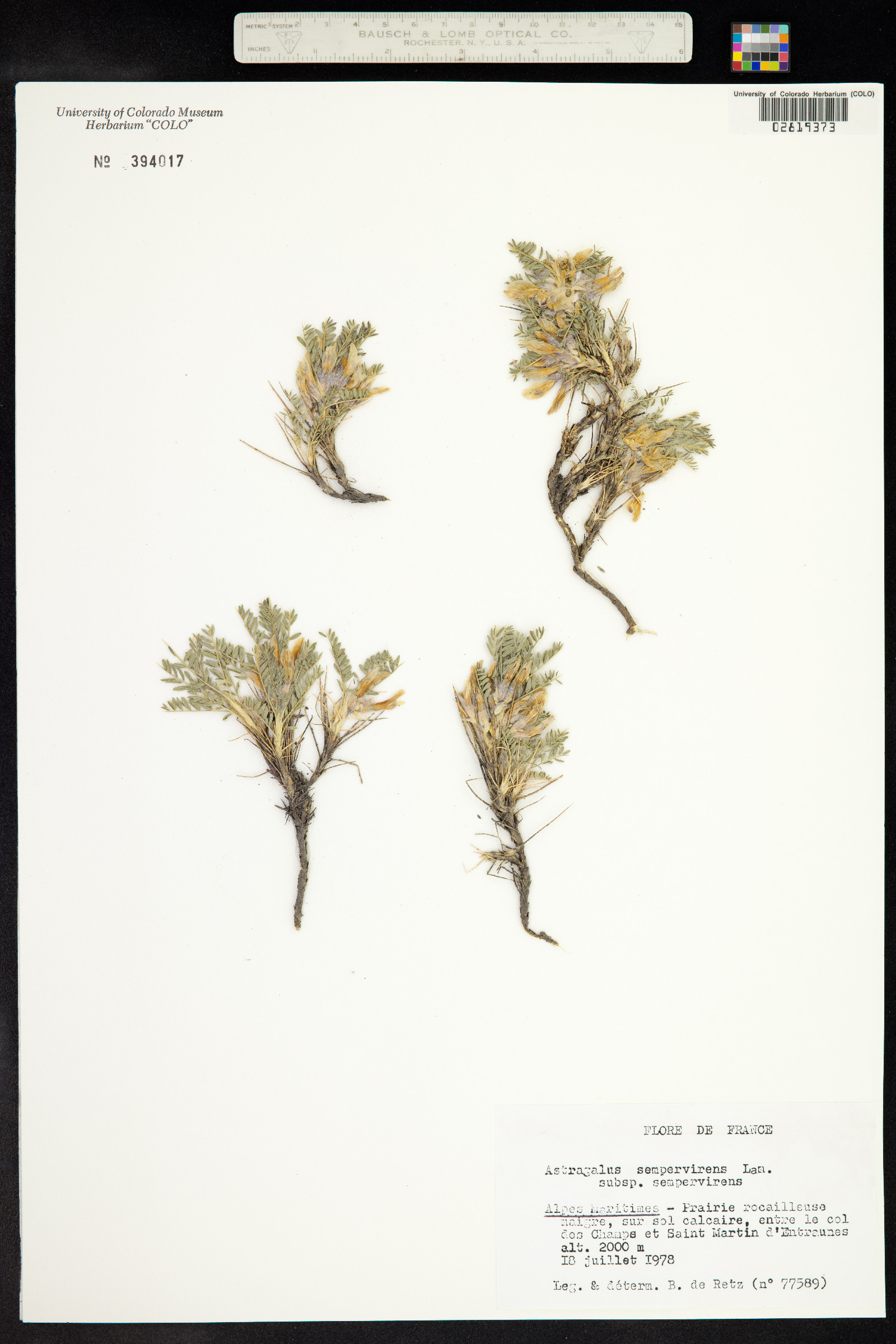 Astragalus sempervirens image