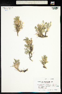 Astragalus sempervirens image