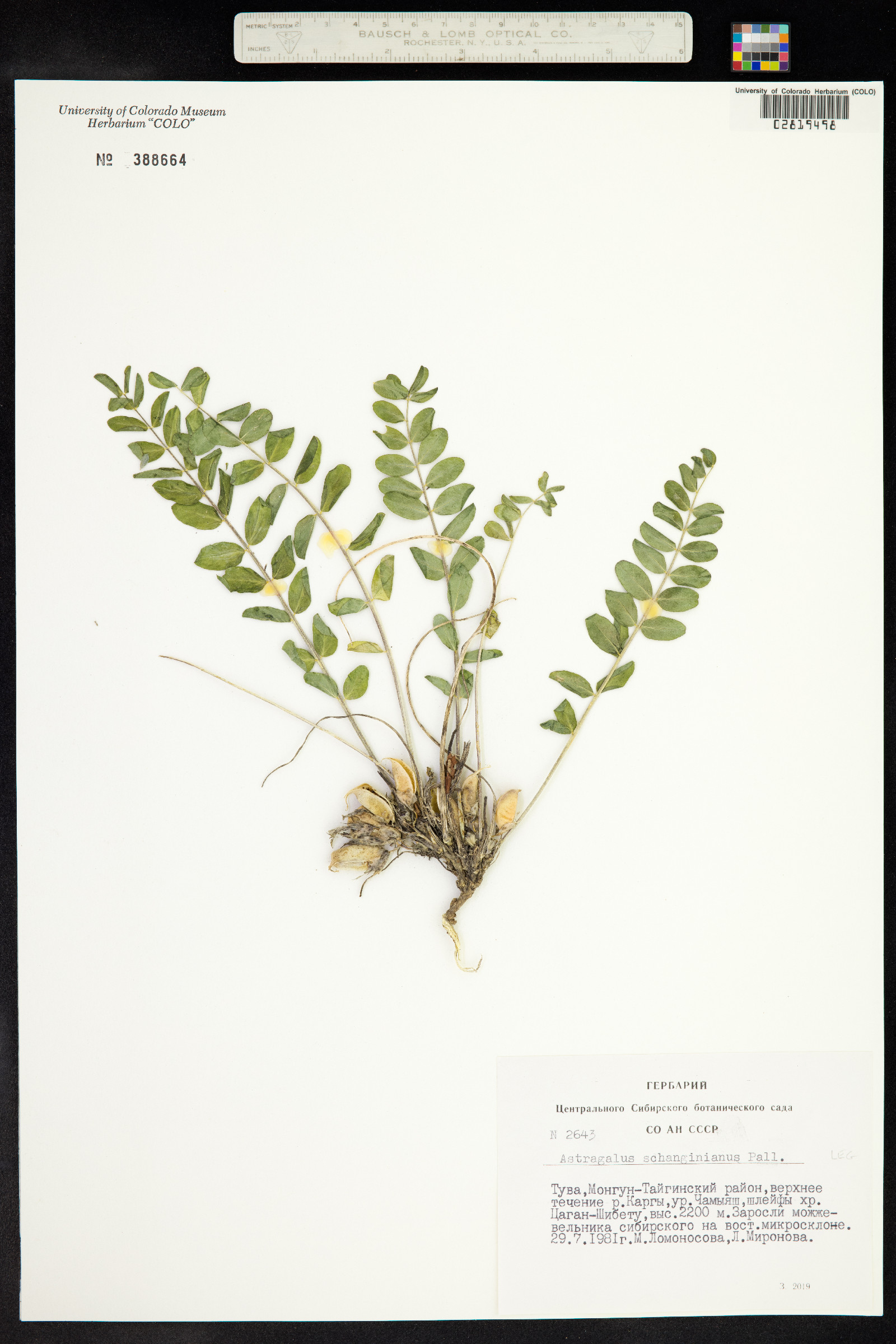 Astragalus schanginianus image
