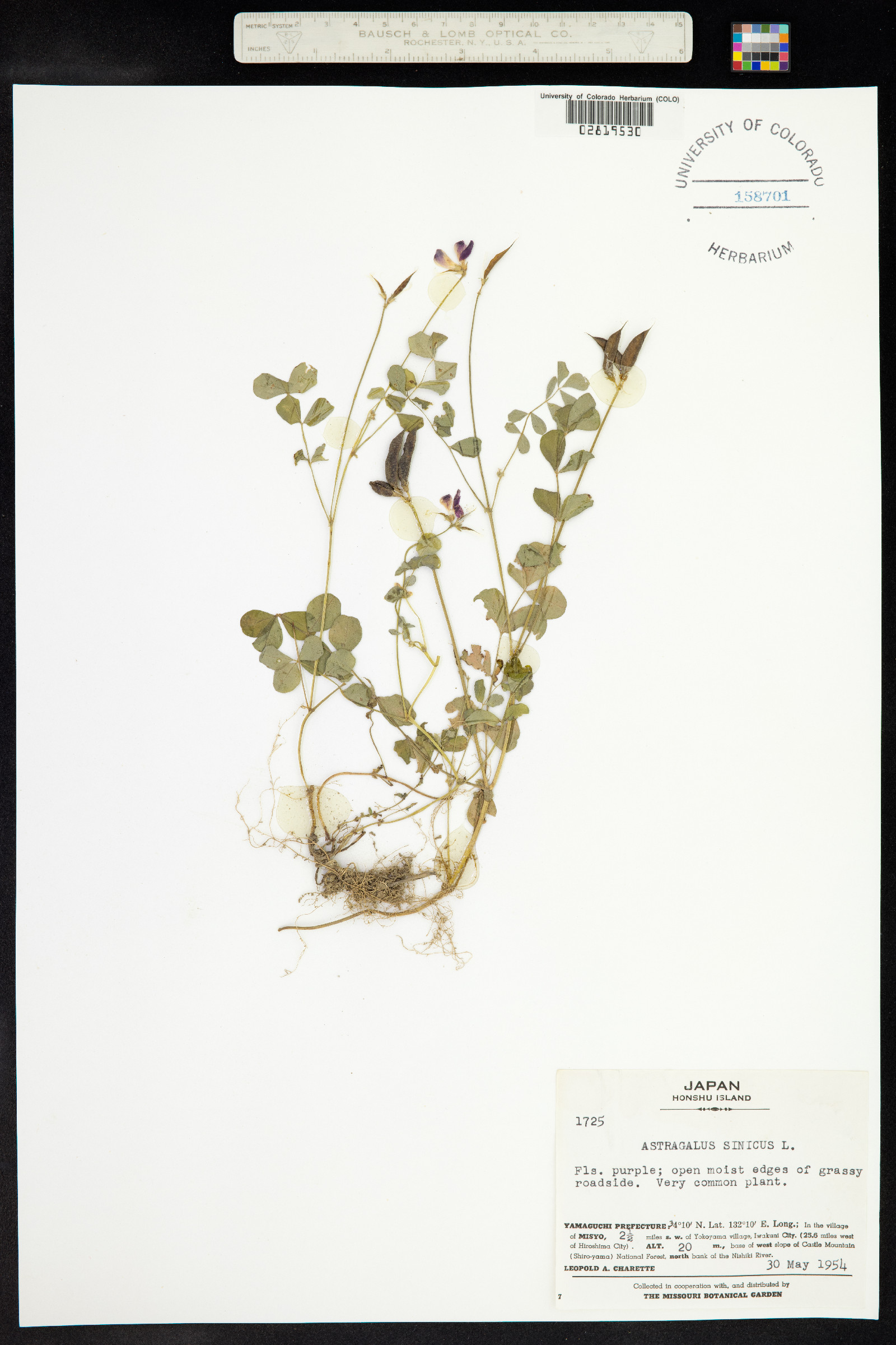 Astragalus sinicus image