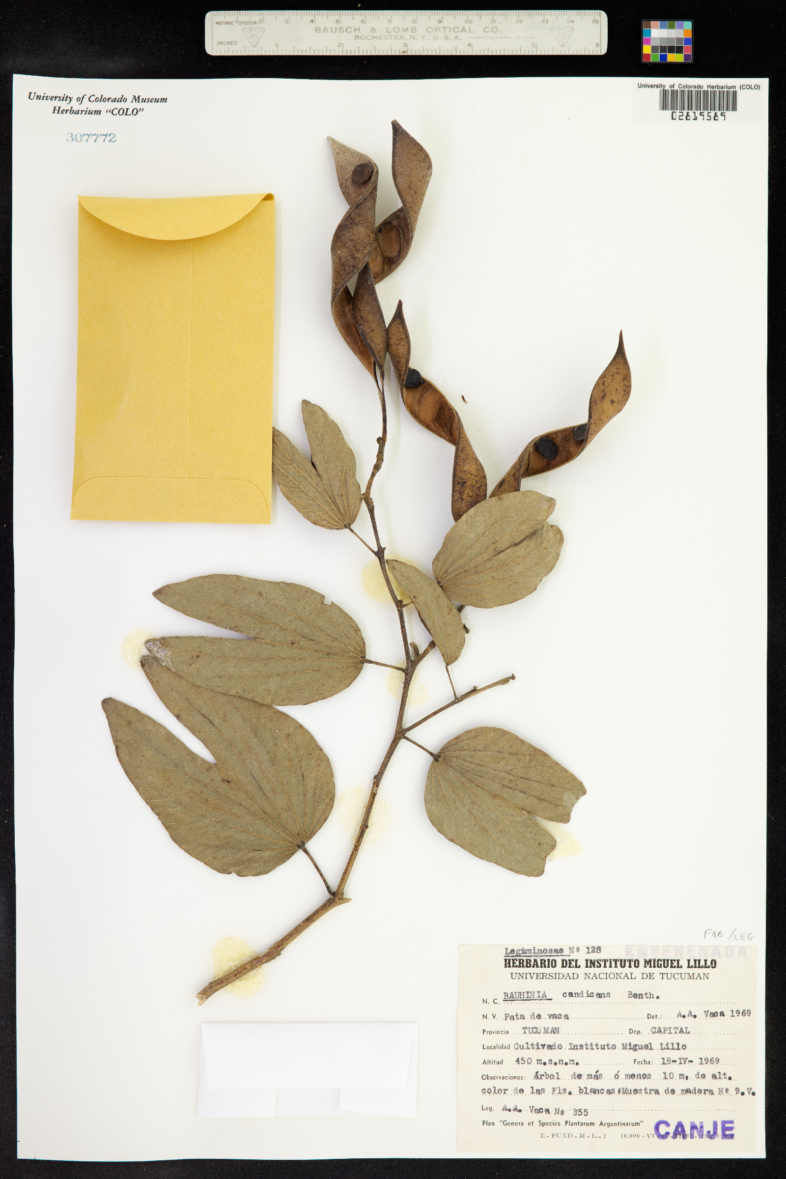 Bauhinia forficata subsp. pruinosa image