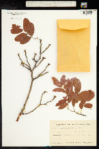 Julbernardia globiflora image