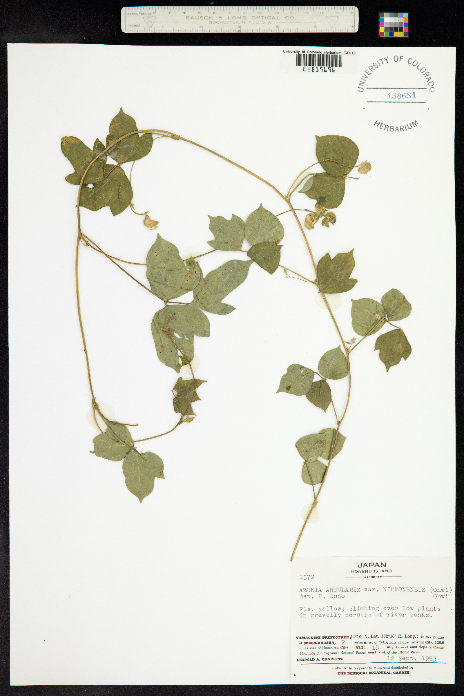 Azukia image