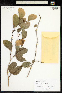 Image of Bauhinia tomentosa