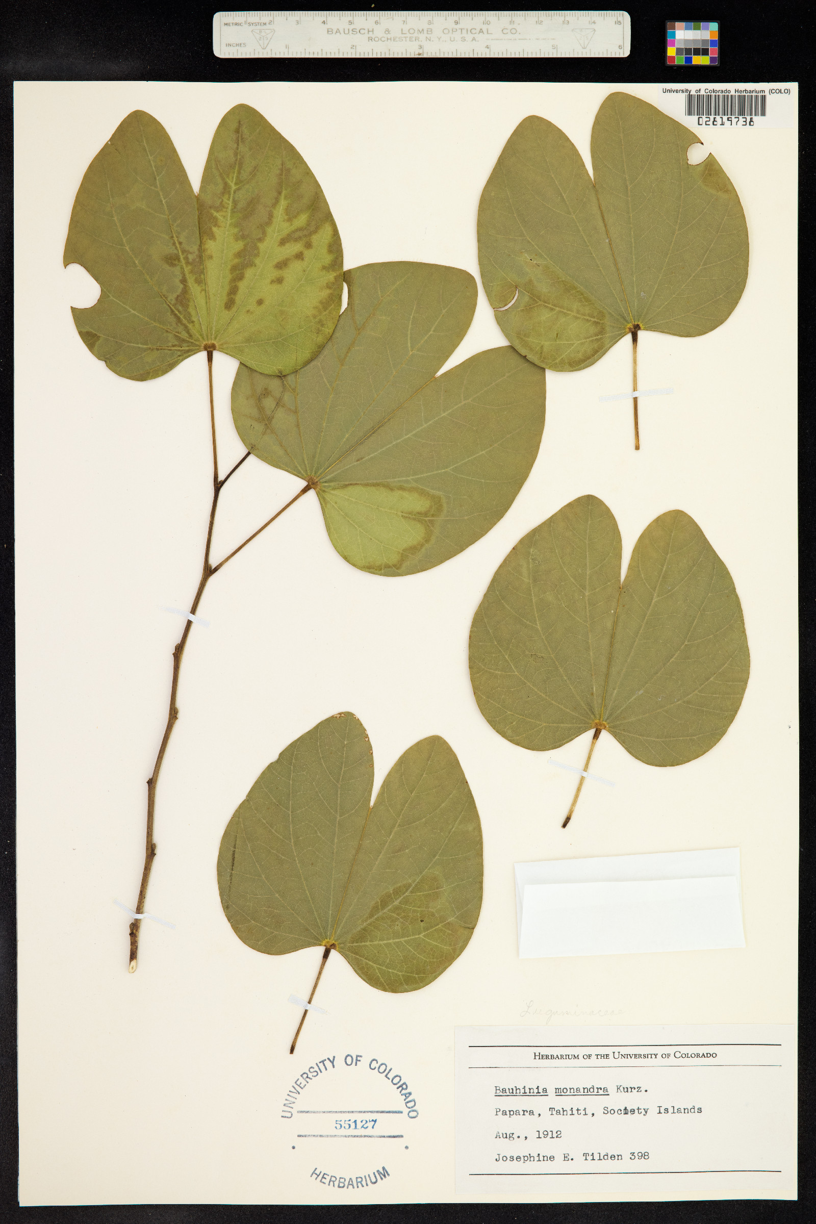 Bauhinia monandra image