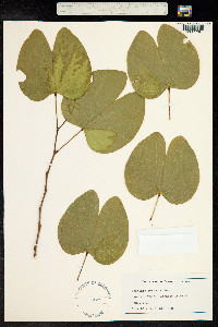 Bauhinia monandra image