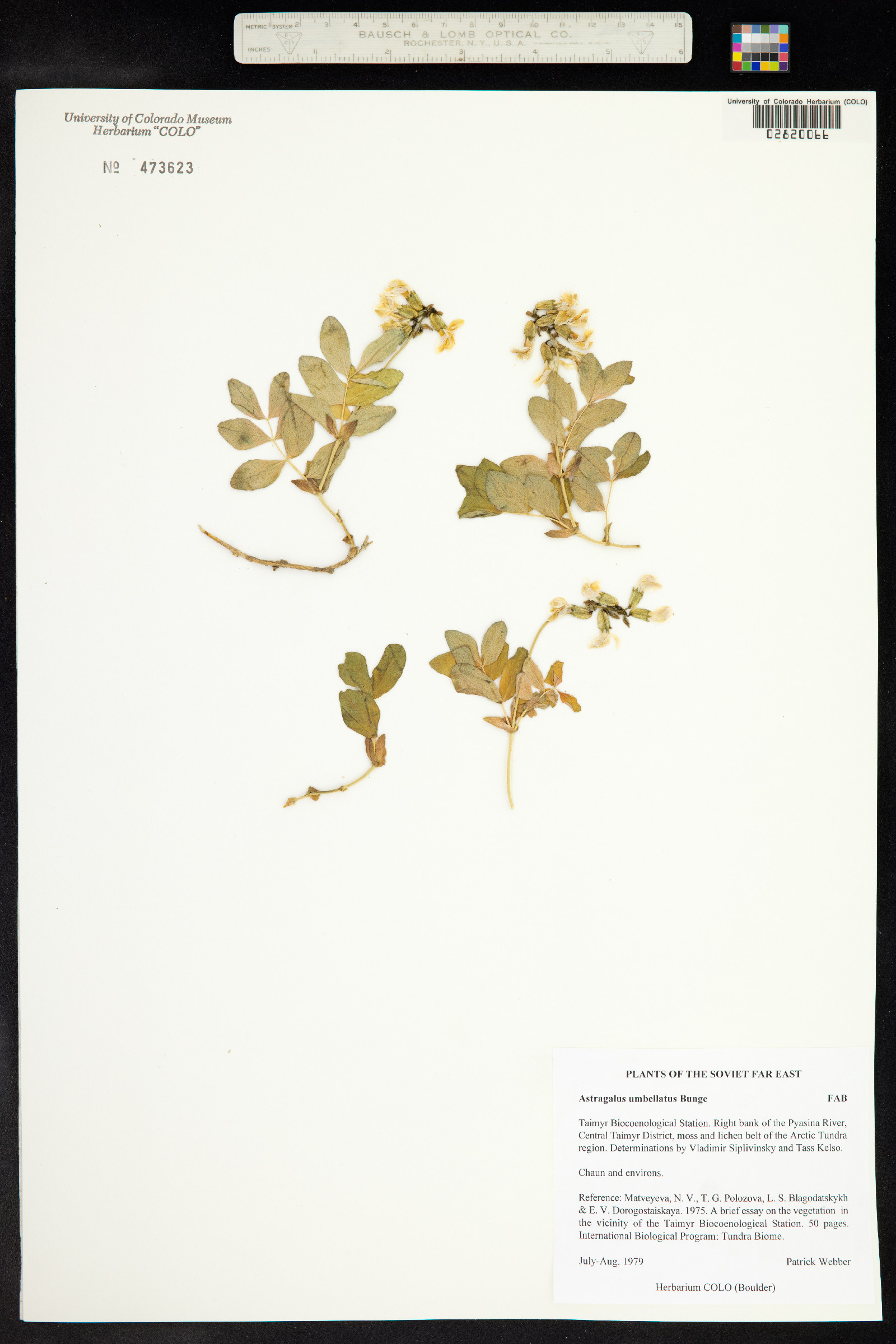 Astragalus umbellatus image