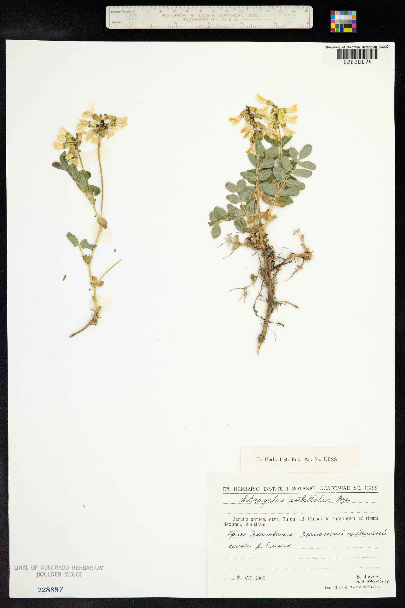 Astragalus umbellatus image