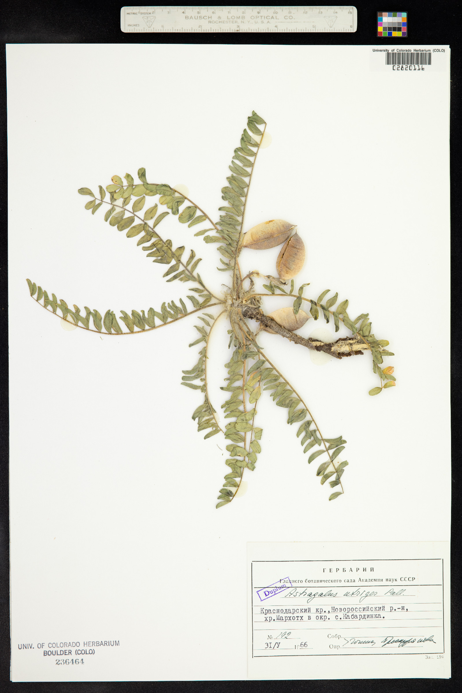 Astragalus utriger image