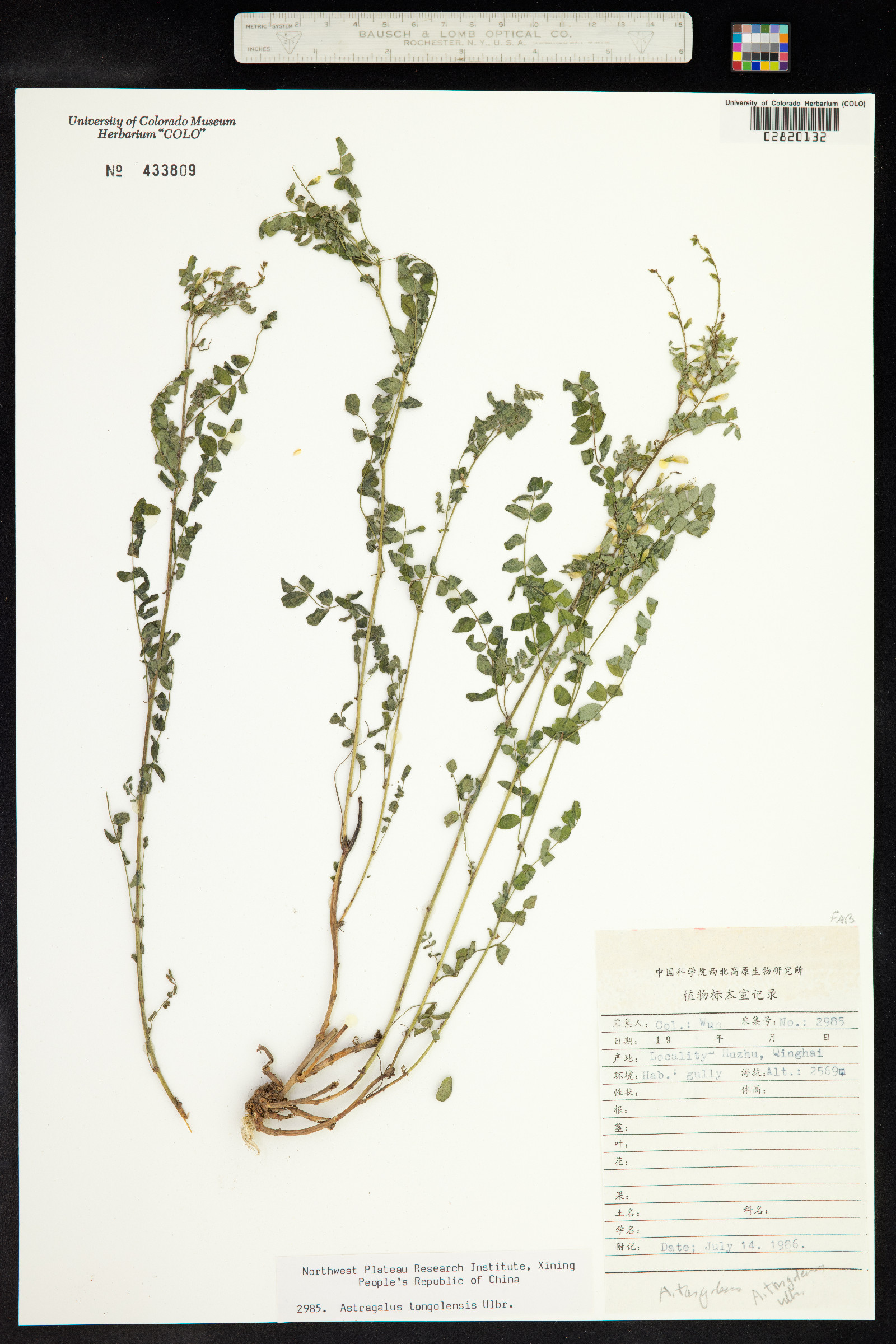 Astragalus tongolensis image