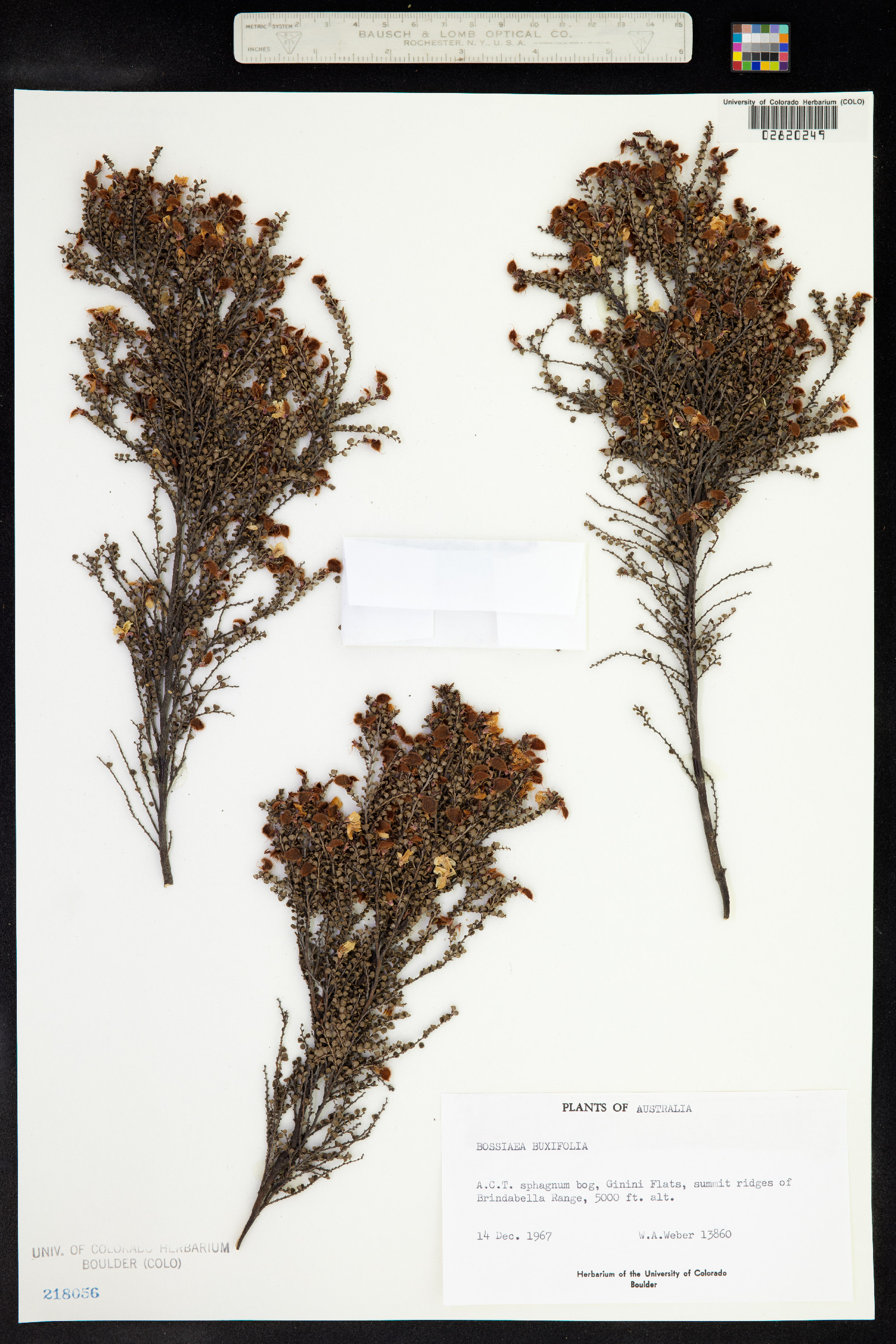 Bossiaea buxifolia image