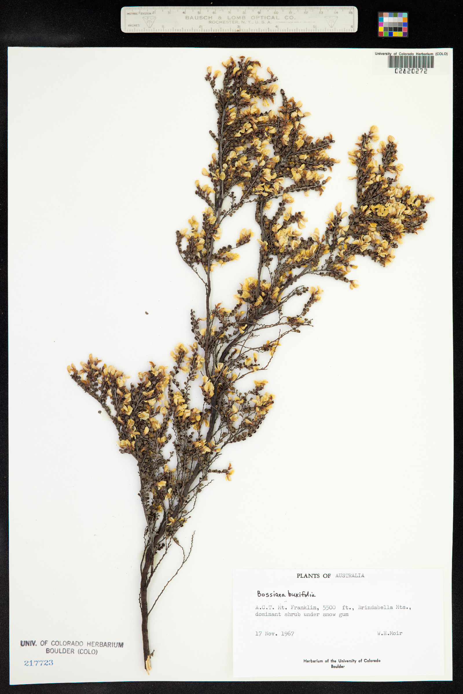 Bossiaea buxifolia image