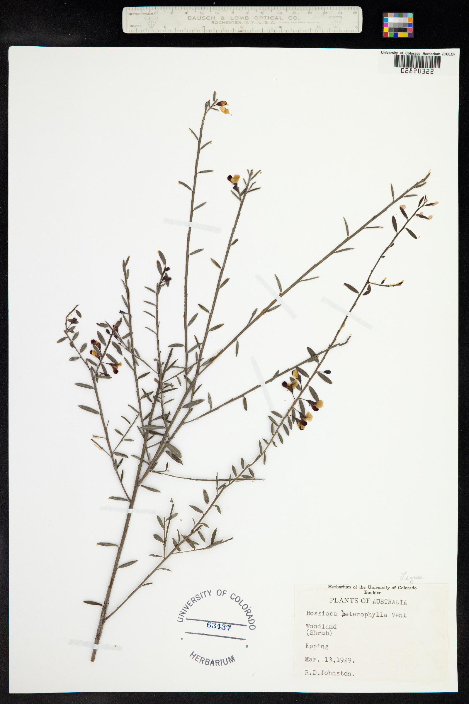 Bossiaea heterophylla image