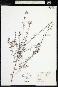 Image of Bossiaea heterophylla