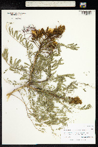 Caesalpinia gilliesii image