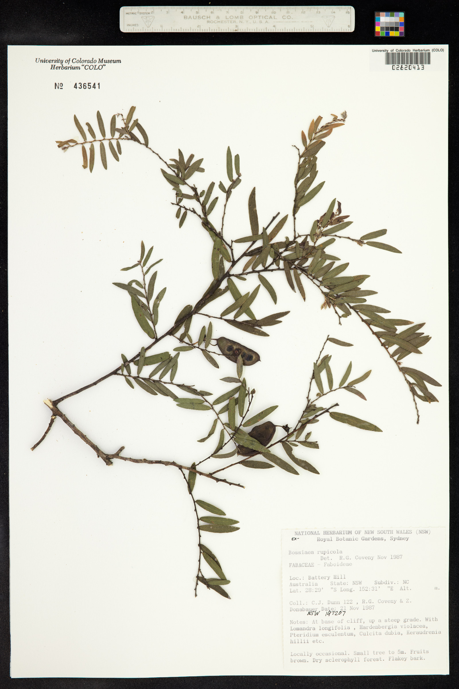 Bossiaea rupicola image