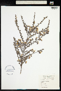 Image of Bossiaea rhombifolia