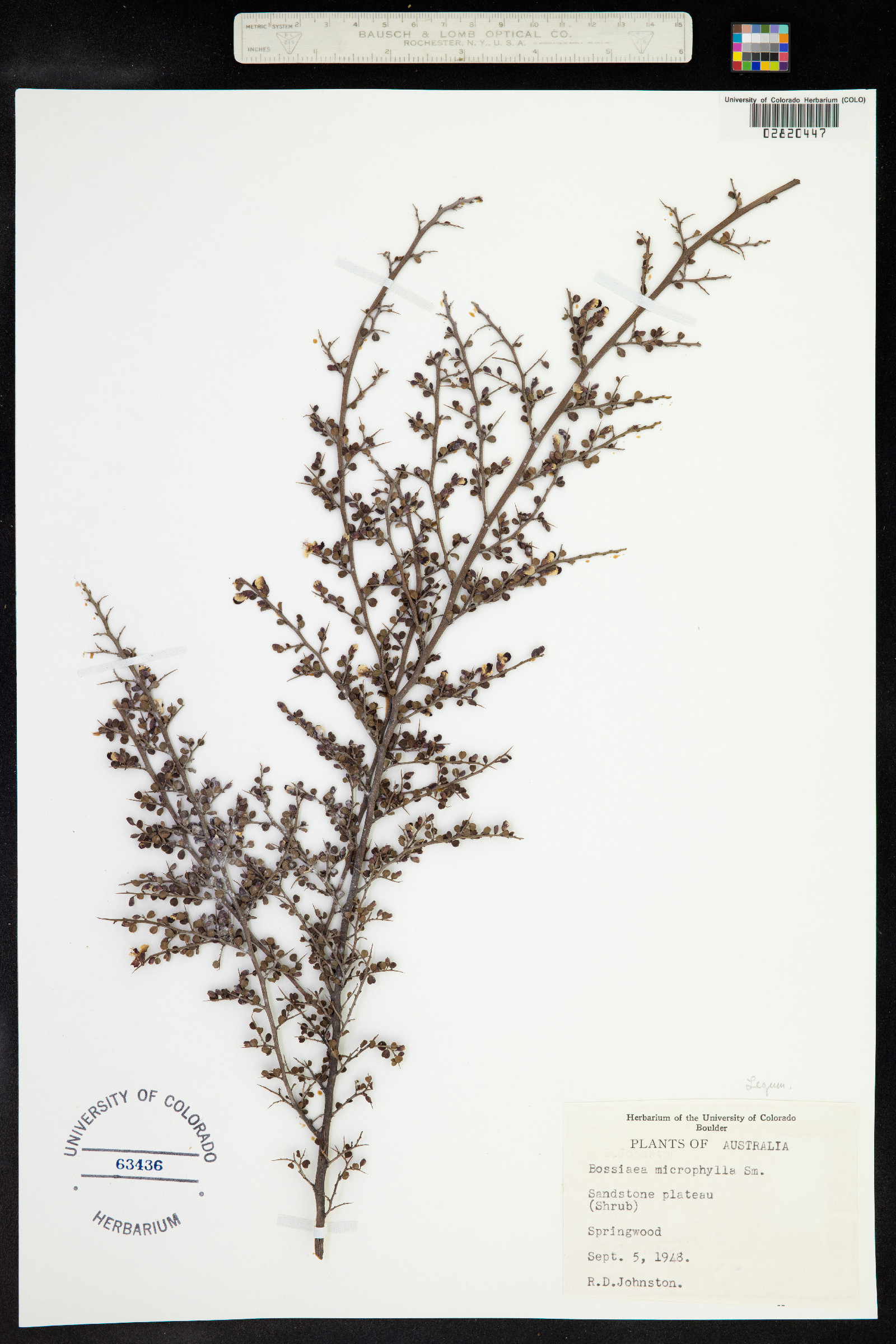 Bossiaea obcordata image