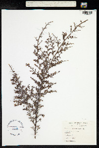 Image of Bossiaea obcordata