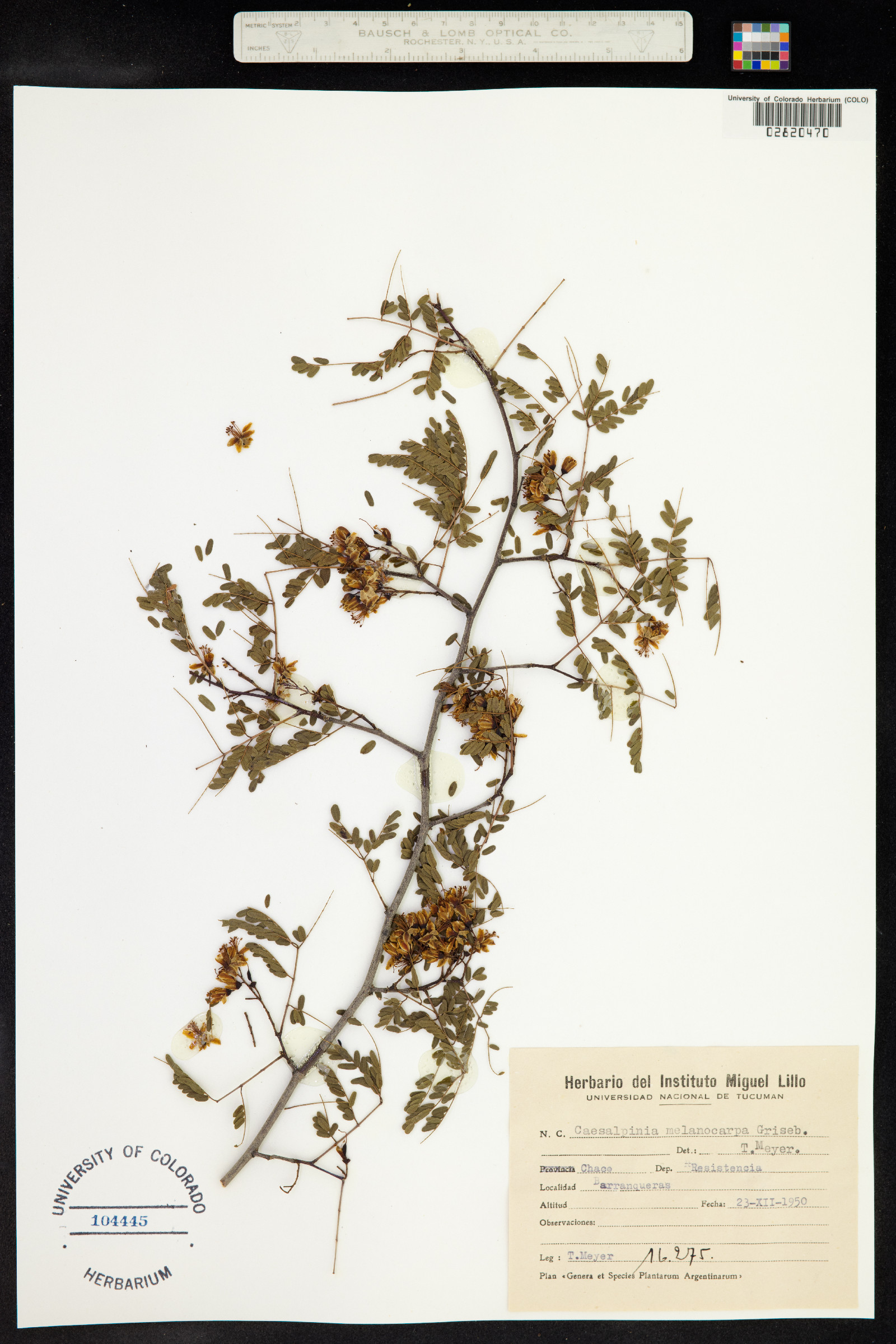 Caesalpinia melanocarpa image