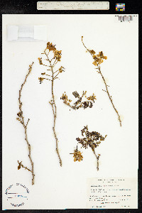 Caesalpinia eriostachys image