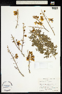 Caesalpinia eriostachys image