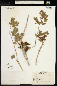 Caesalpinia exostemma image