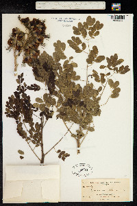 Caesalpinia exostemma image