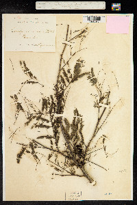 Caesalpinia coriaria image