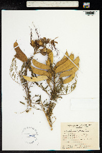 Caesalpinia gilliesii image