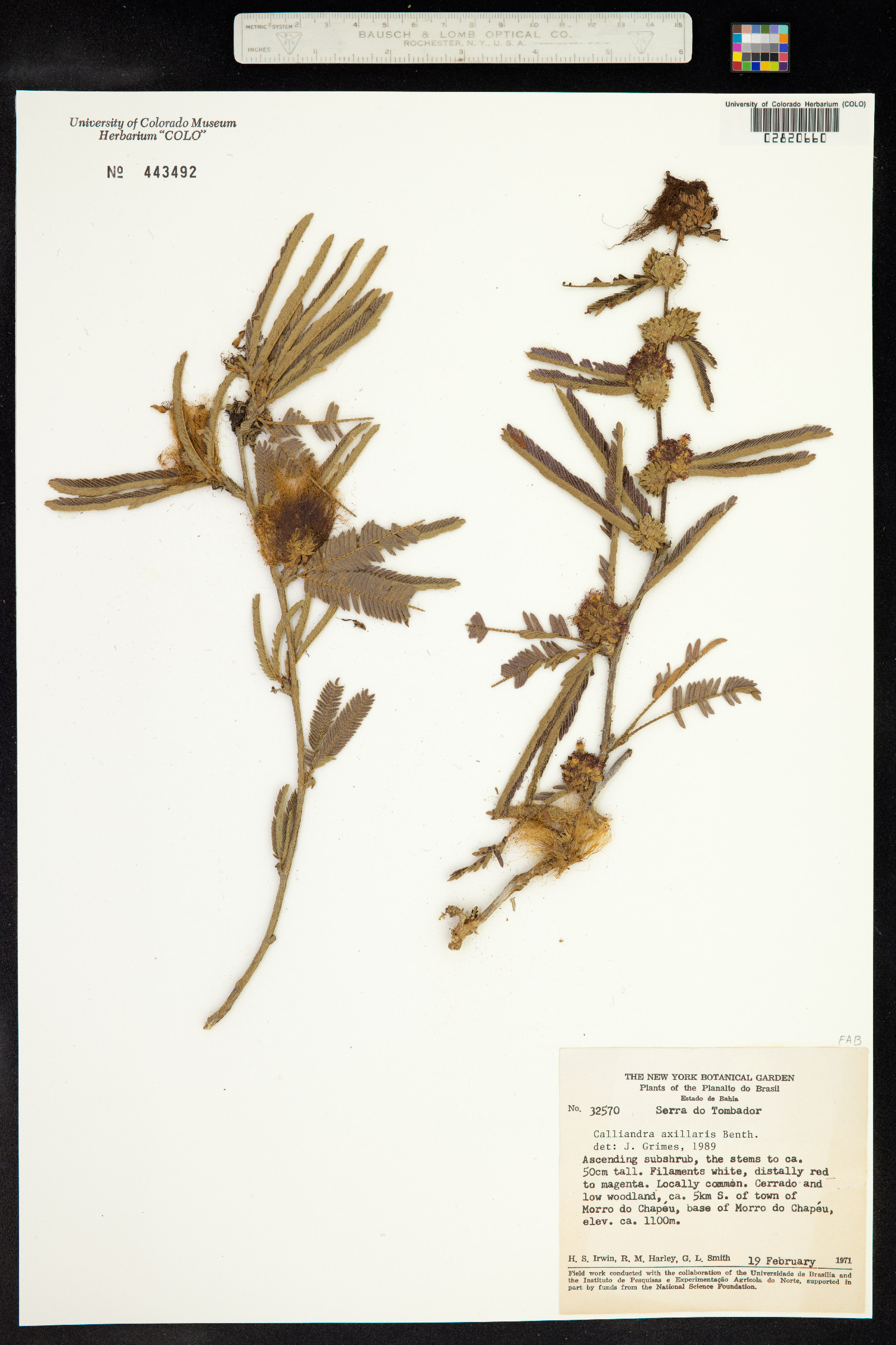 Calliandra sessilis image
