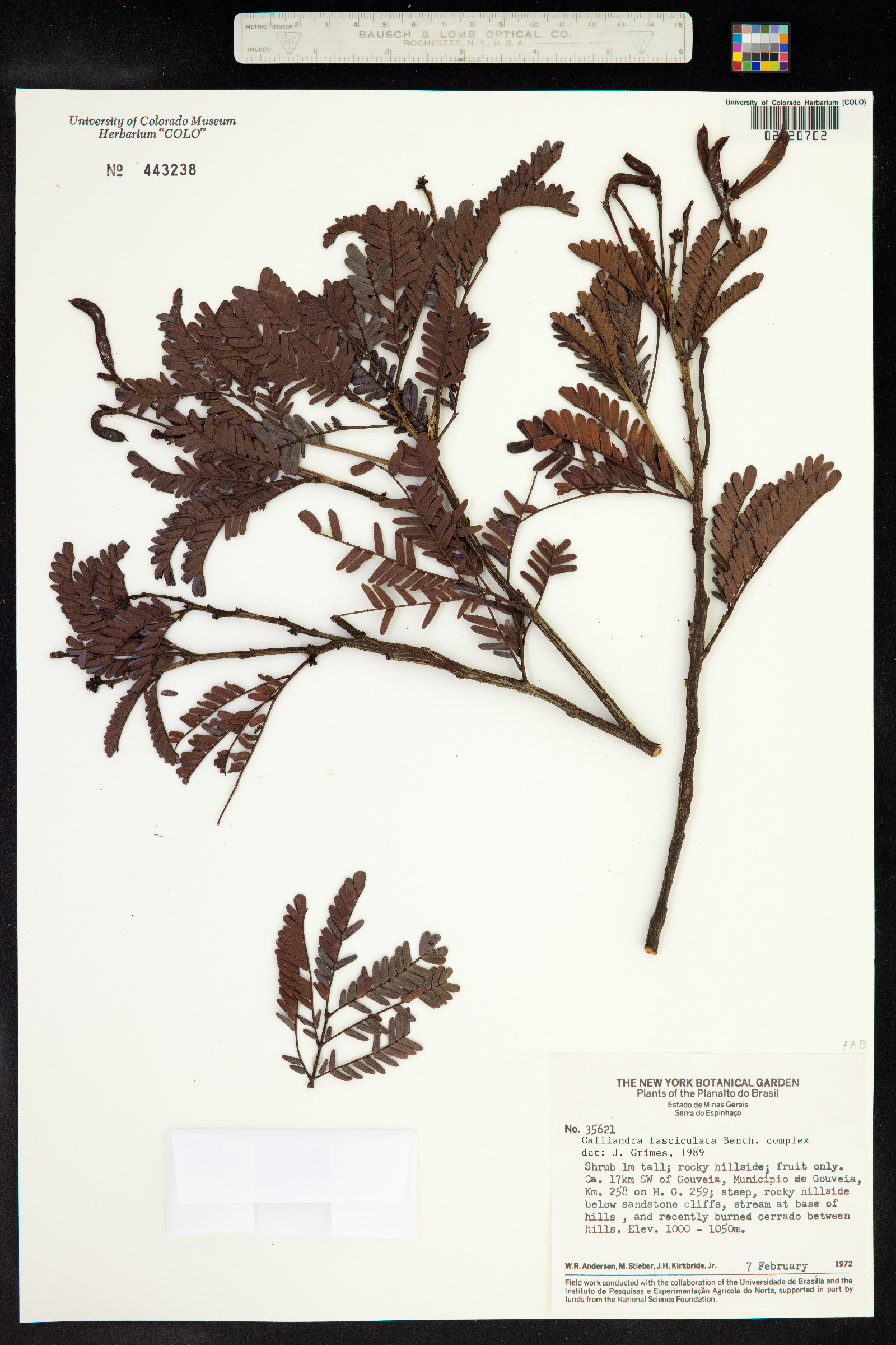 Calliandra fasciculata image