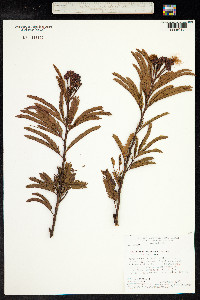 Calliandra fasciculata image