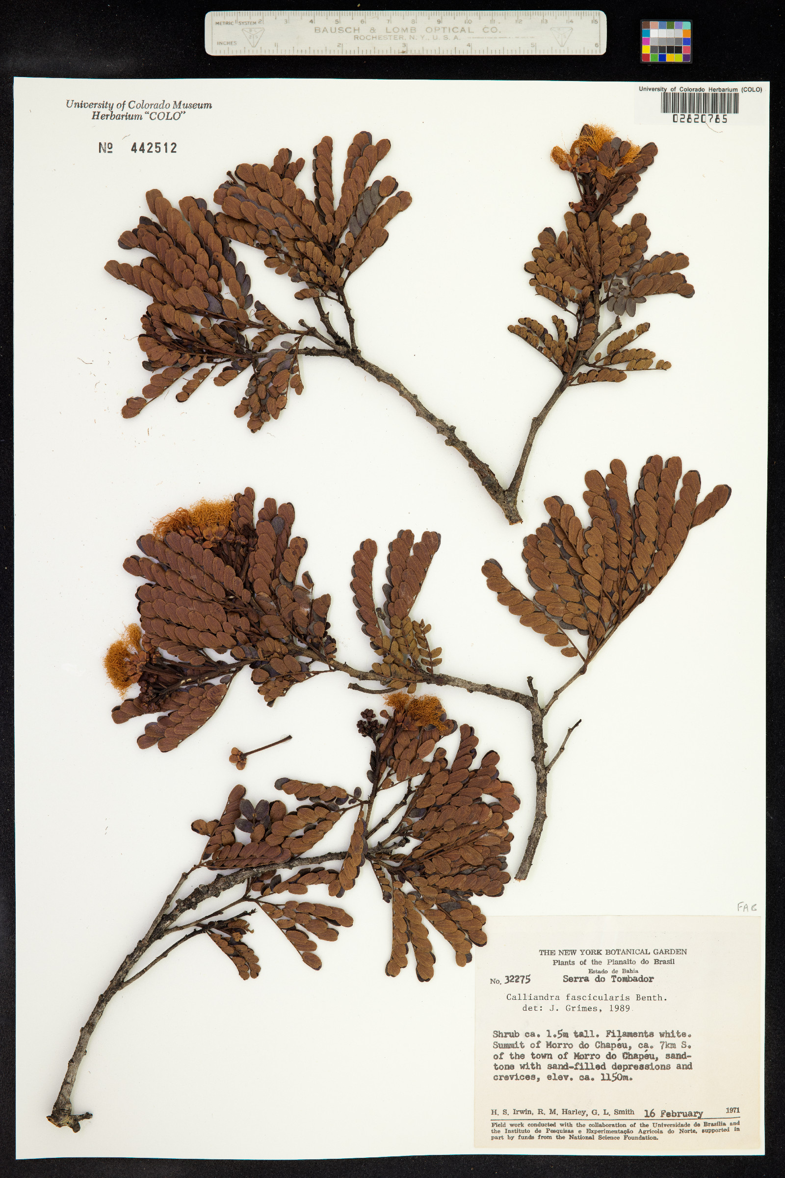 Calliandra fasciculata image