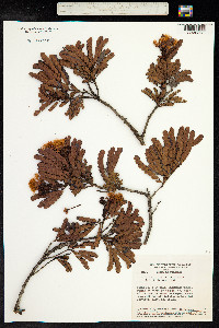 Calliandra fasciculata image