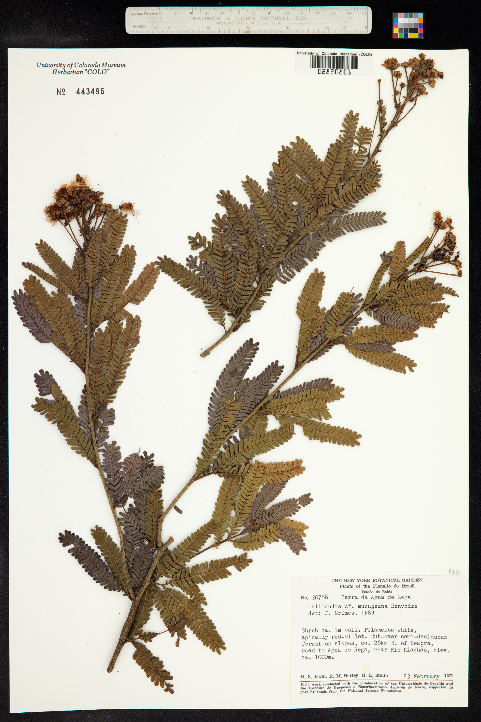 Calliandra mucugeana image