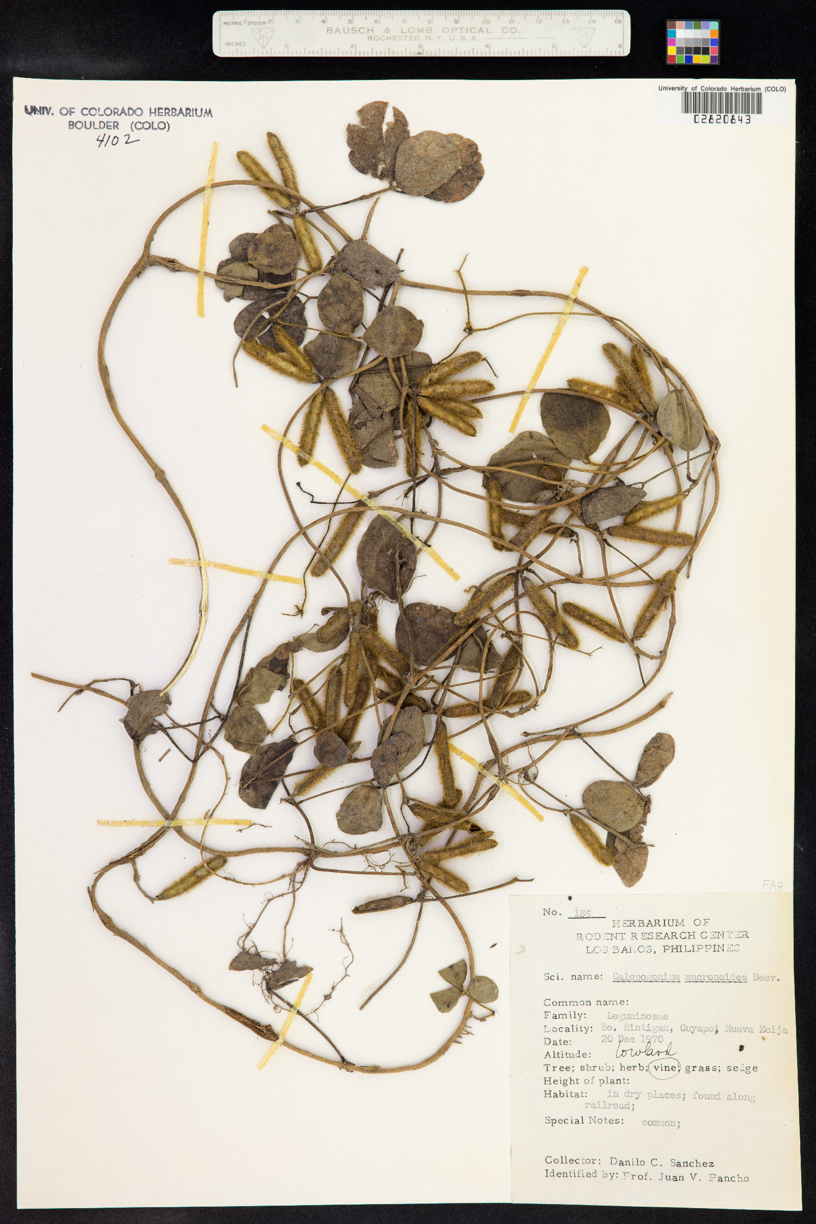 Calopogonium mucunoides image