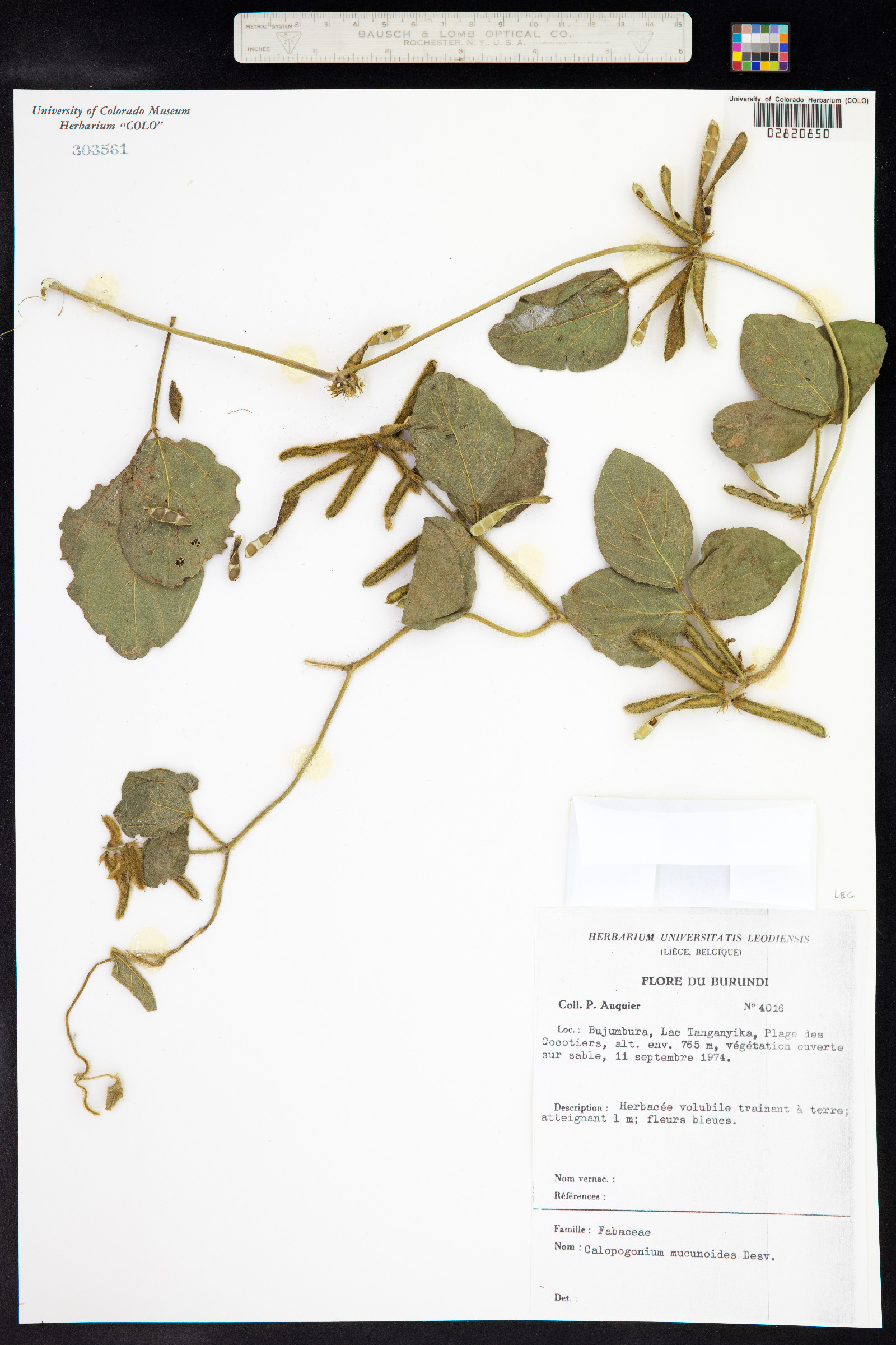 Calopogonium mucunoides image