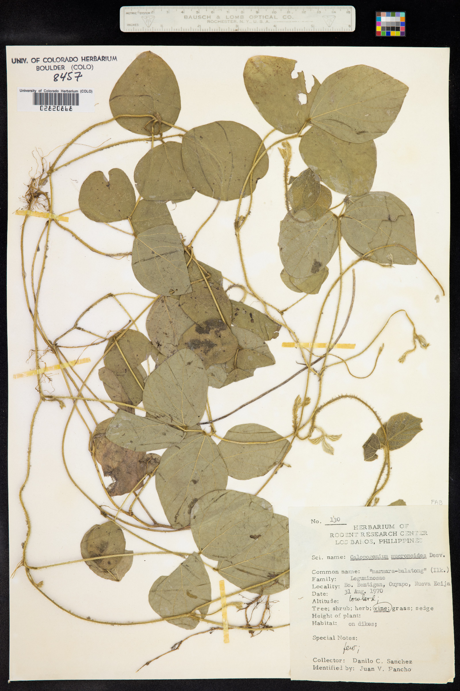Calopogonium mucunoides image