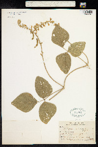 Image of Calopogonium caeruleum